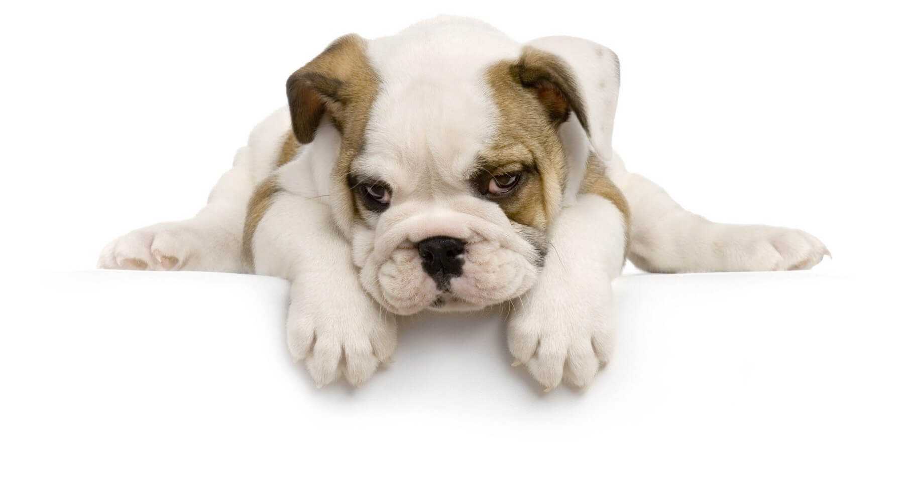clinica-veterinaria-esterilizacion-y-hospital-de-perros-y-gatos-y-peluqueria-canina-en-bogota-imgslider12
